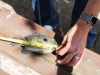 fishing-derby-raises-support-for-stepping-stones-cincinnati-04