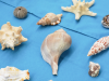 stepping-stones-step-up-autism-alternative-education-coral-reef-assembly