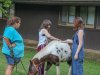 2023-stepping-stones-summer-overnight-staycations-dream-maker-farm-horse