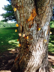 Orange bird-feeders at Nature