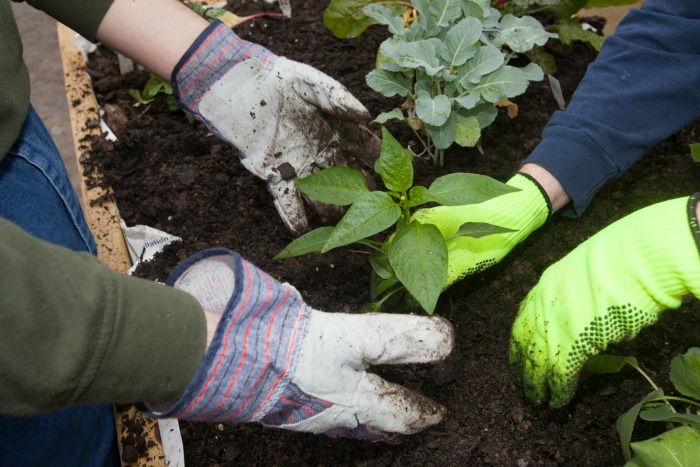At Stepping Stones, adults with disabilities are planting a fresh vegetable garden to use in their favorite healthy recipes! - Stepping Stones Ohio